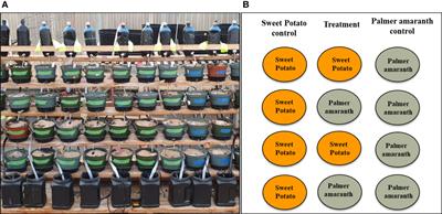 Allelopathy: an eco-friendly approach to control palmer amaranth using allelopathic sweetpotato